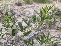 Ladeania lanceolata