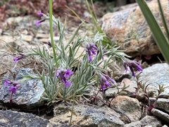 Boechera serpenticola