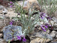 Boechera serpenticola