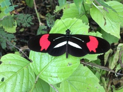 Heliconius erato