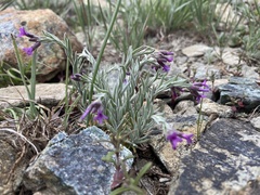 Boechera serpenticola