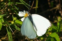 Ascia monuste phileta