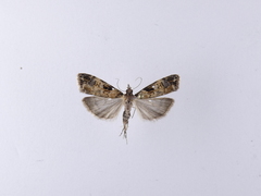 Scoparia acharis