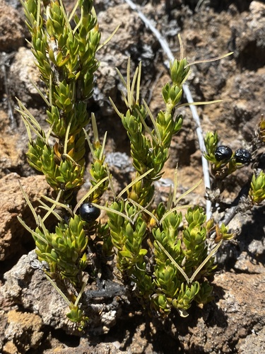 Coprosma ernodeoides