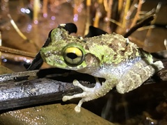 Osteocephalus cabrerai