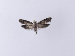 Trithamnora certella