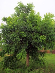Phyllanthus elsiae