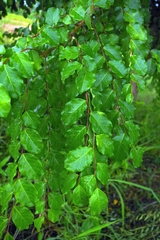 Phyllanthus elsiae