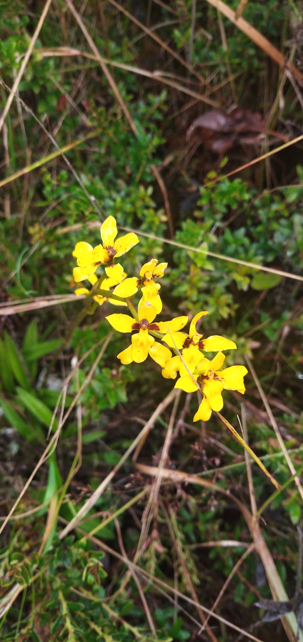 Cyrtochilum ixioides Lindl. 3