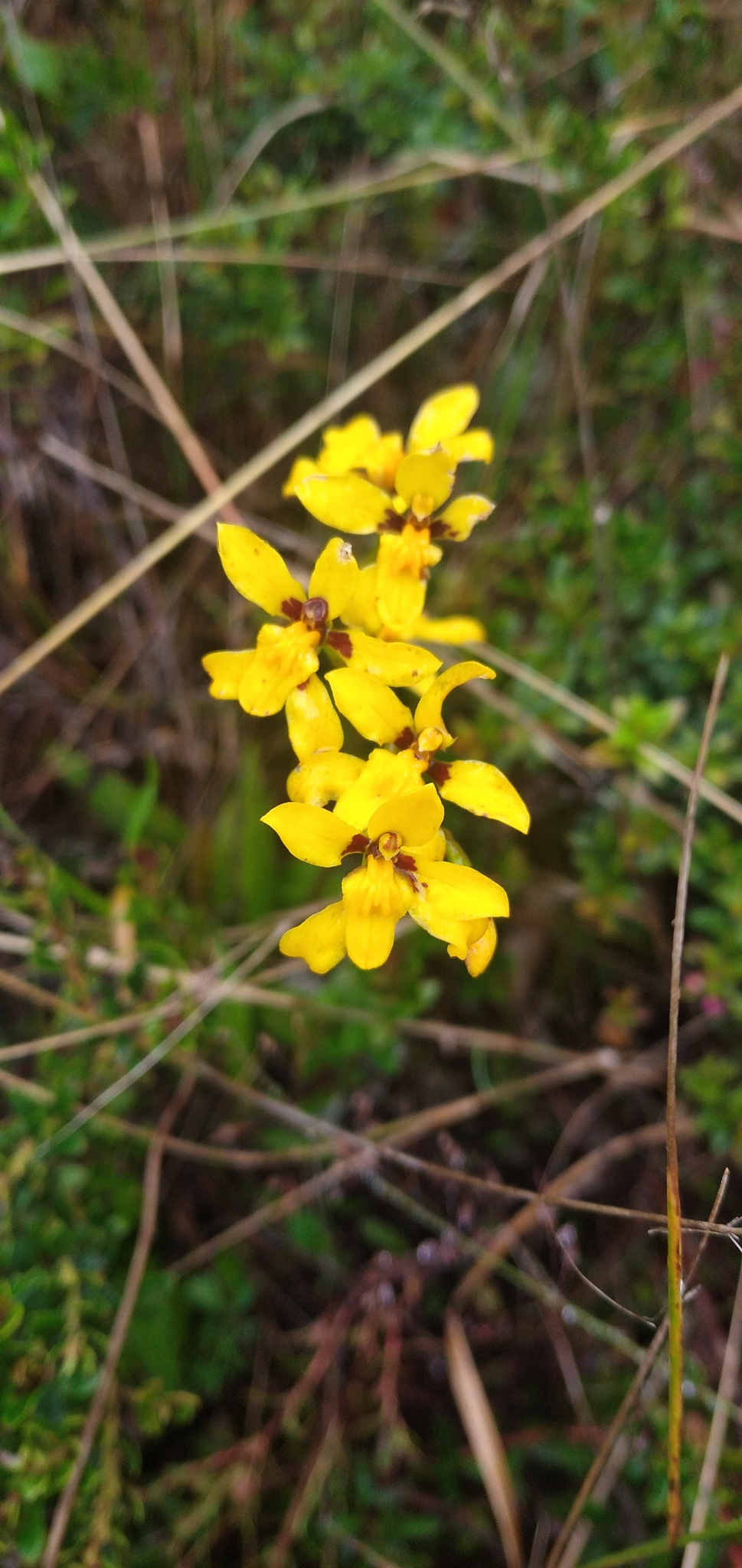 Cyrtochilum ixioides Lindl. 4