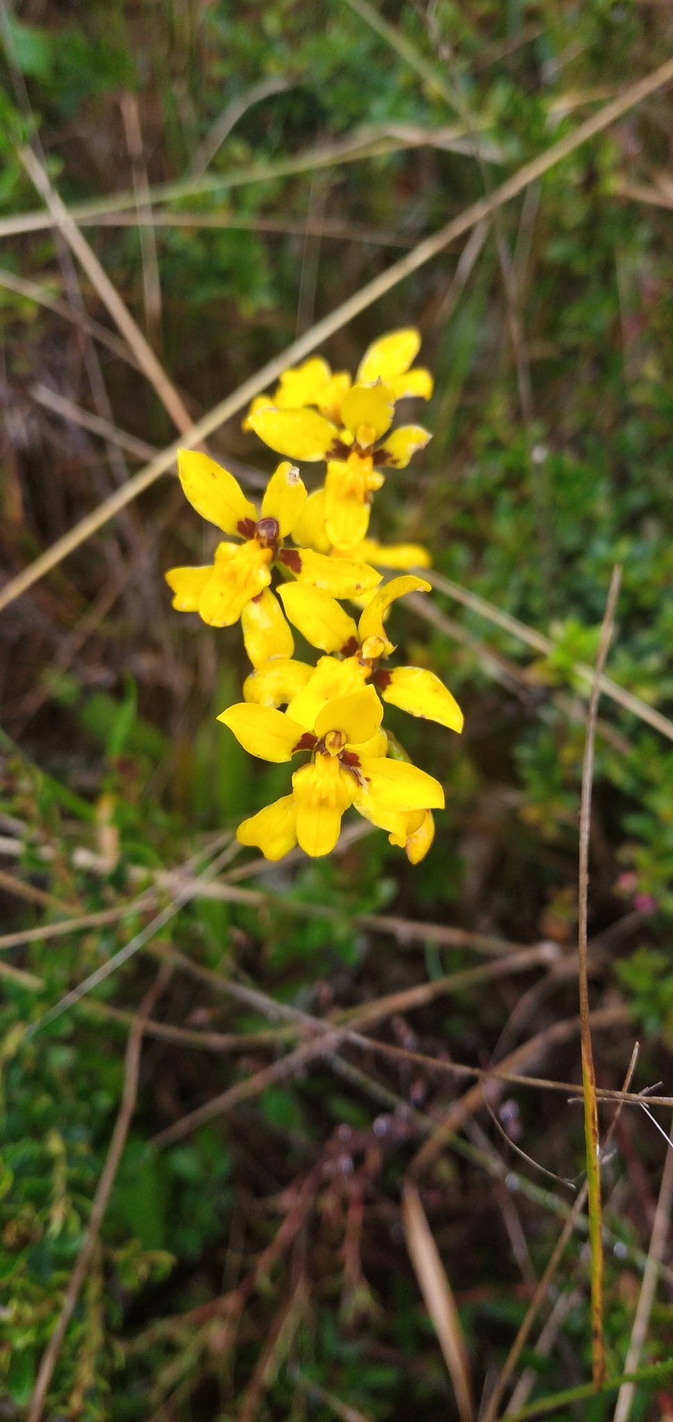 Cyrtochilum ixioides Lindl. 2