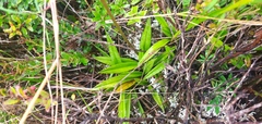 Cyrtochilum ixioides