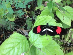 Heliconius erato