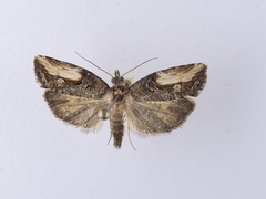 Harmologa scoliastis