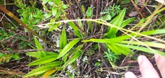 Cyrtochilum ixioides