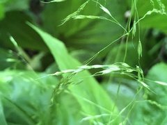 Sphenopholis pensylvanica