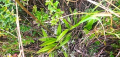 Cyrtochilum ixioides
