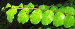 Phyllanthus elsiae