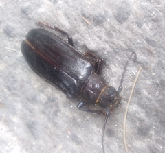 Aplagiognathus spinosus