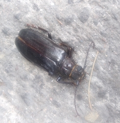 Aplagiognathus spinosus