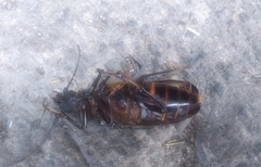 Aplagiognathus spinosus