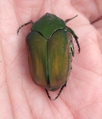 Cotinis mutabilis