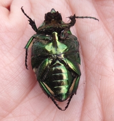 Cotinis mutabilis