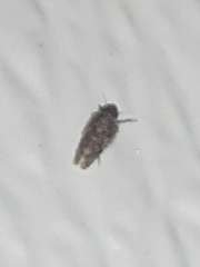 Xestocephalus tessellatus