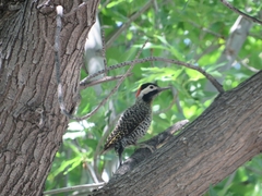 Colaptes melanochloros