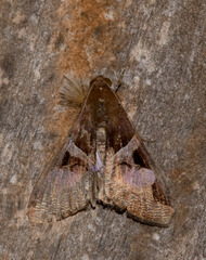 Melipotis fasciolaris