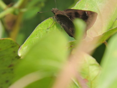 Nisoniades rubescens