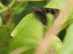Nisoniades rubescens