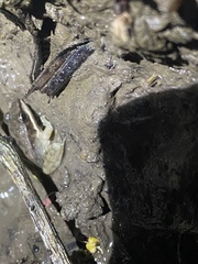 Leptodactylus fragilis