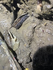 Leptodactylus fragilis