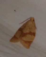 Adoxophyes negundana