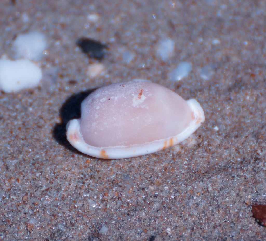 Stolid cowrie