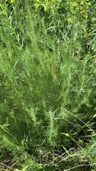 Artemisia abrotanum