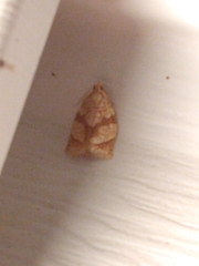 Adoxophyes negundana