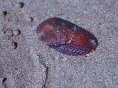 Barbatia amygdalumtostum