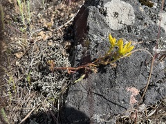 Sedum stenopetalum
