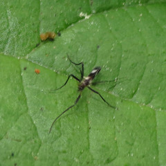 Chasmatonotus maculipennis