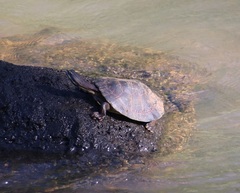 Phrynops williamsi