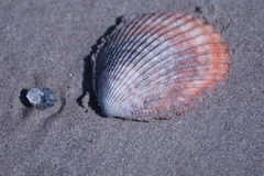 Vasticardium vertebratum