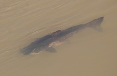 Steindachneridion melanodermatum