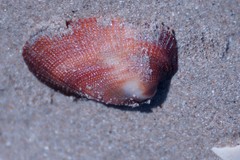 Barbatia amygdalumtostum