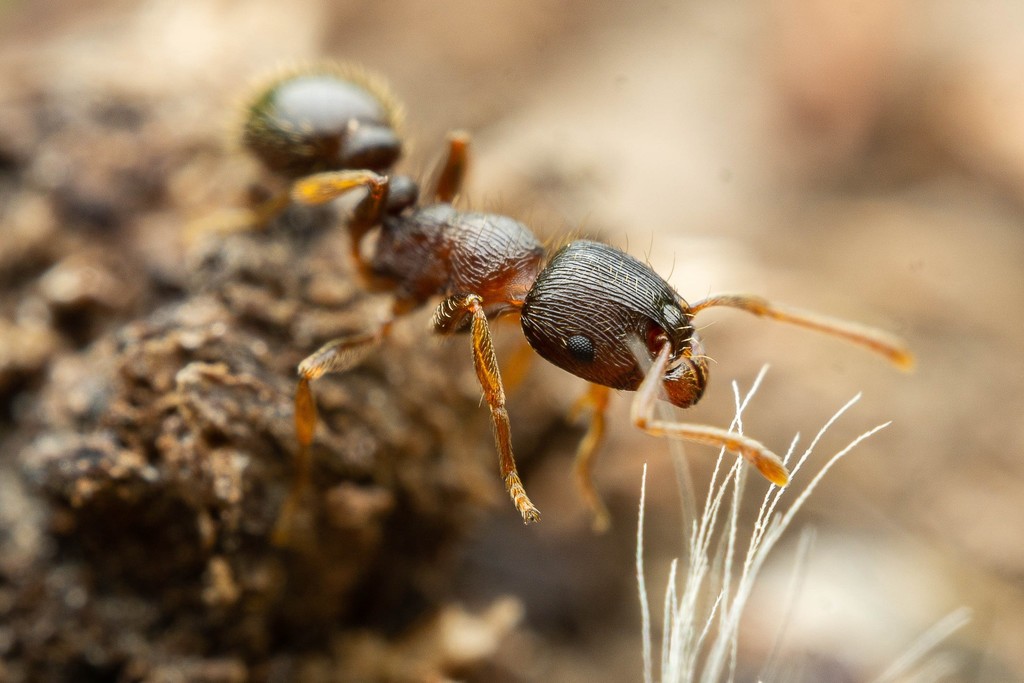 Pavement ant (Tetramorium immigrans)