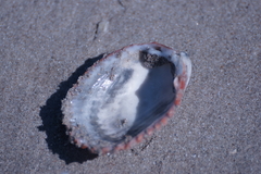 Vasticardium vertebratum