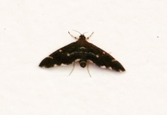 Hymeniini