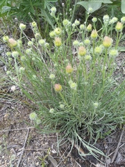 Erigeron filifolius