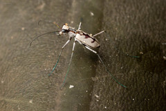 Ellipsoptera gratiosa